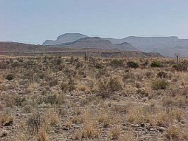 Typical vegetation and view of the Karoo, with the hills of the Karoo National Park in the background.